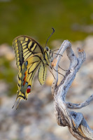 /album/foto-adriano/farfalla-macaone1-jpg/